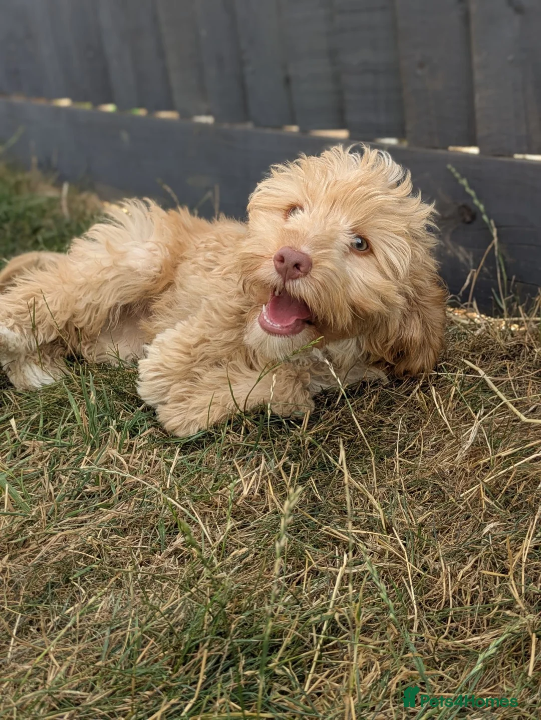 Cockapoo dogs for sale: F1 Cockapoo Girl From Health Tested Parents  - Advert 1