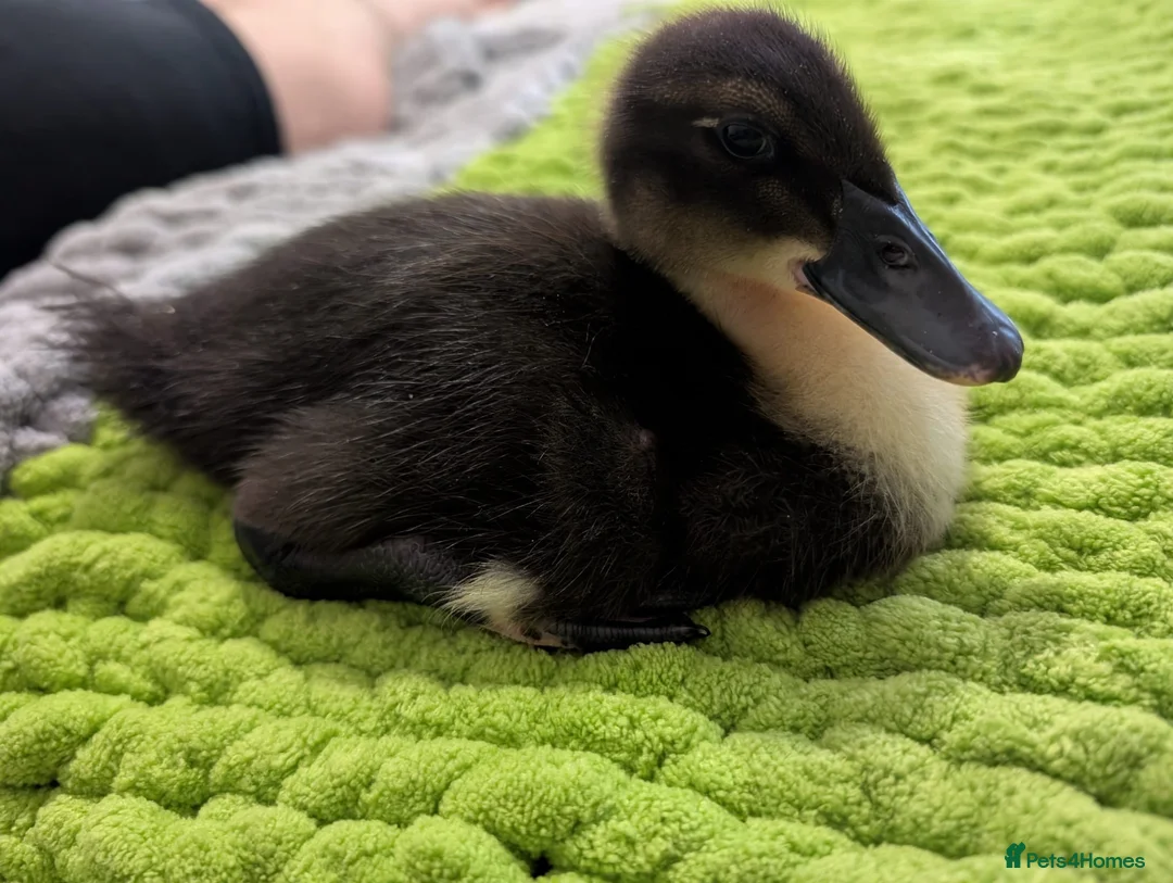 Mixed Breed poultry for sale: 🦆💛 **ONLY 3 DUCKLINGS LEFT!** 💛🦆 - Advert 1