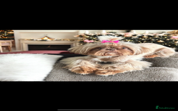 Shih Tzu dogs for sale: ✨Stunning Imperial puppies ✨ - Image 10