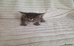 Mixed Breed cats for sale: Maine coon mixed kitchens - Image 20
