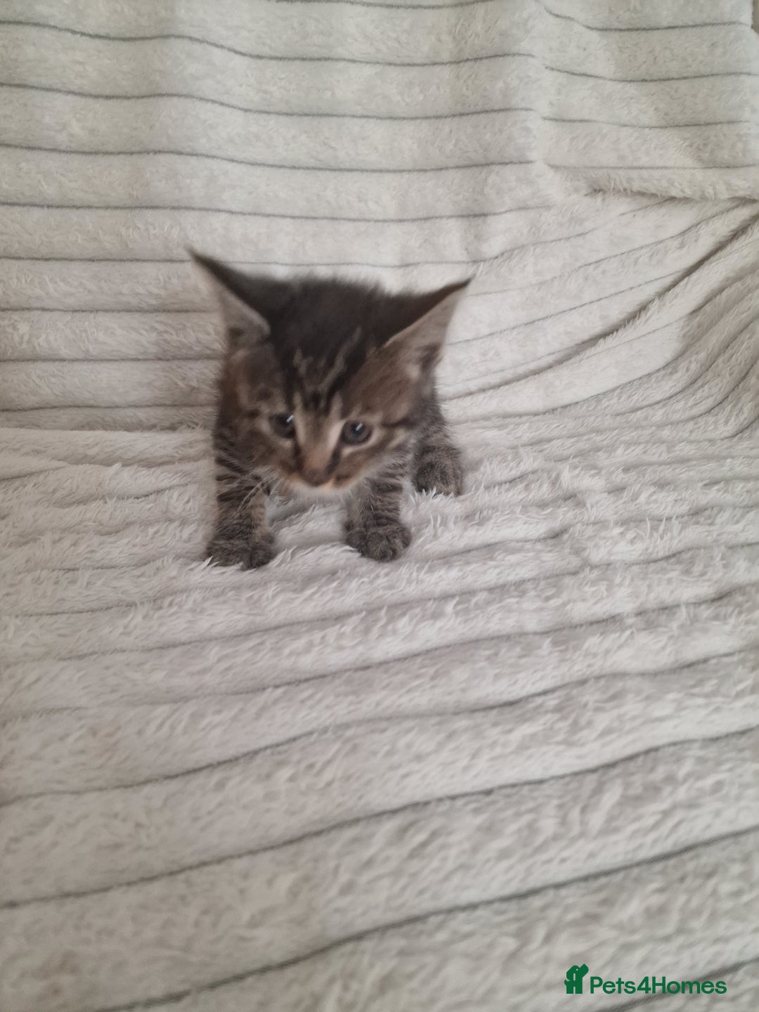 Mixed Breed cats for sale: Maine coon mixed kitchens - Image 20