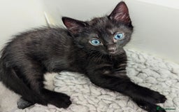 Russian Blue cats for sale: Russian blue mix - Image 3