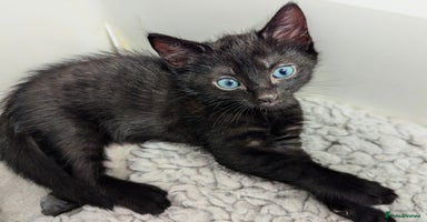 Russian Blue cats - Advert 4