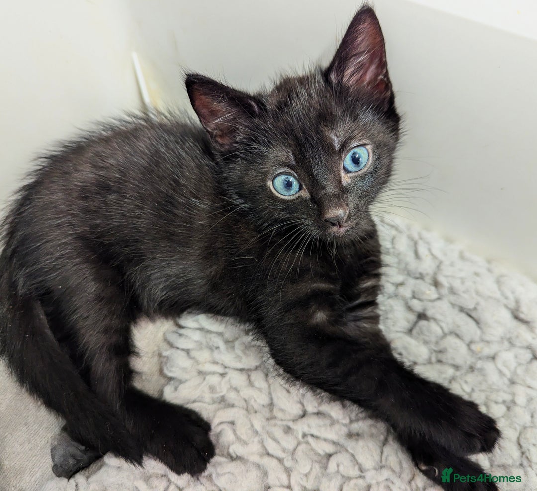 Russian Blue cats for sale: Russian blue mix - Image 3