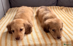 Miniature Dachshund dogs for sale: Beautiful cream long hair miniature dachshunds  - Image 5