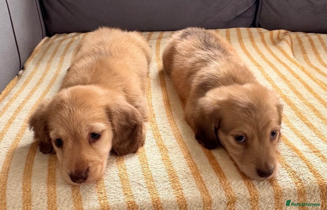 Miniature Dachshund dogs for sale: Beautiful cream long hair miniature dachshunds  - Image 5