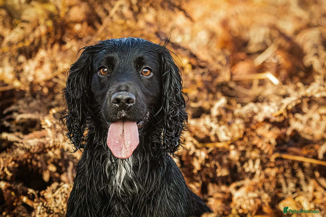 Cocker Spaniel dogs for stud: FTAW health tested cocker stud - Advert 2