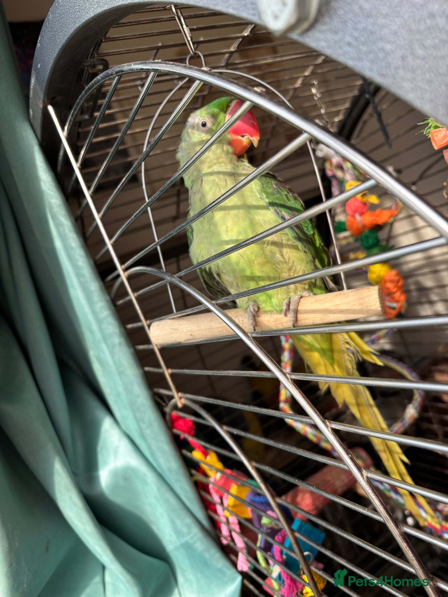 Parrots birds Alexandrine parrot female - Advert 7