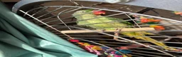Parrots birds for sale: Alexandrine parrot female in Grimsby - Advert 1