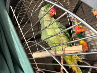 Parrots birds Alexandrine parrot female - Advert 7