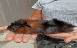 Guinea Pig rodents for sale: Abyssinian female guinea pigs for sale  - Image 12