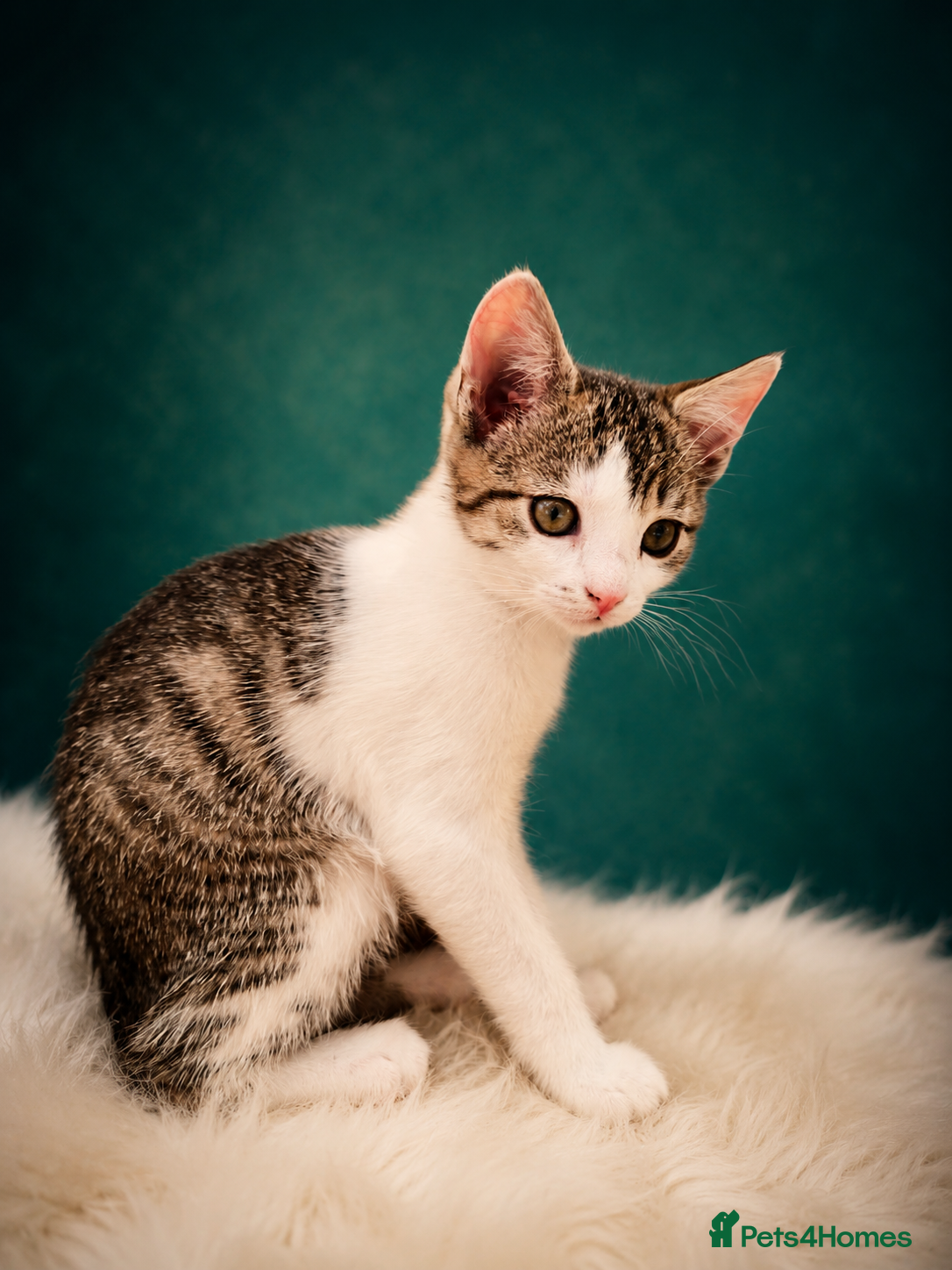 Mixed Breed cats for sale: 5 Beautiful Kittens Who Adore Human Company - Advert 8