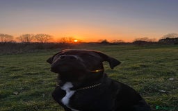 Cane Corso dogs for sale: Rusty the cane corso - Image 4