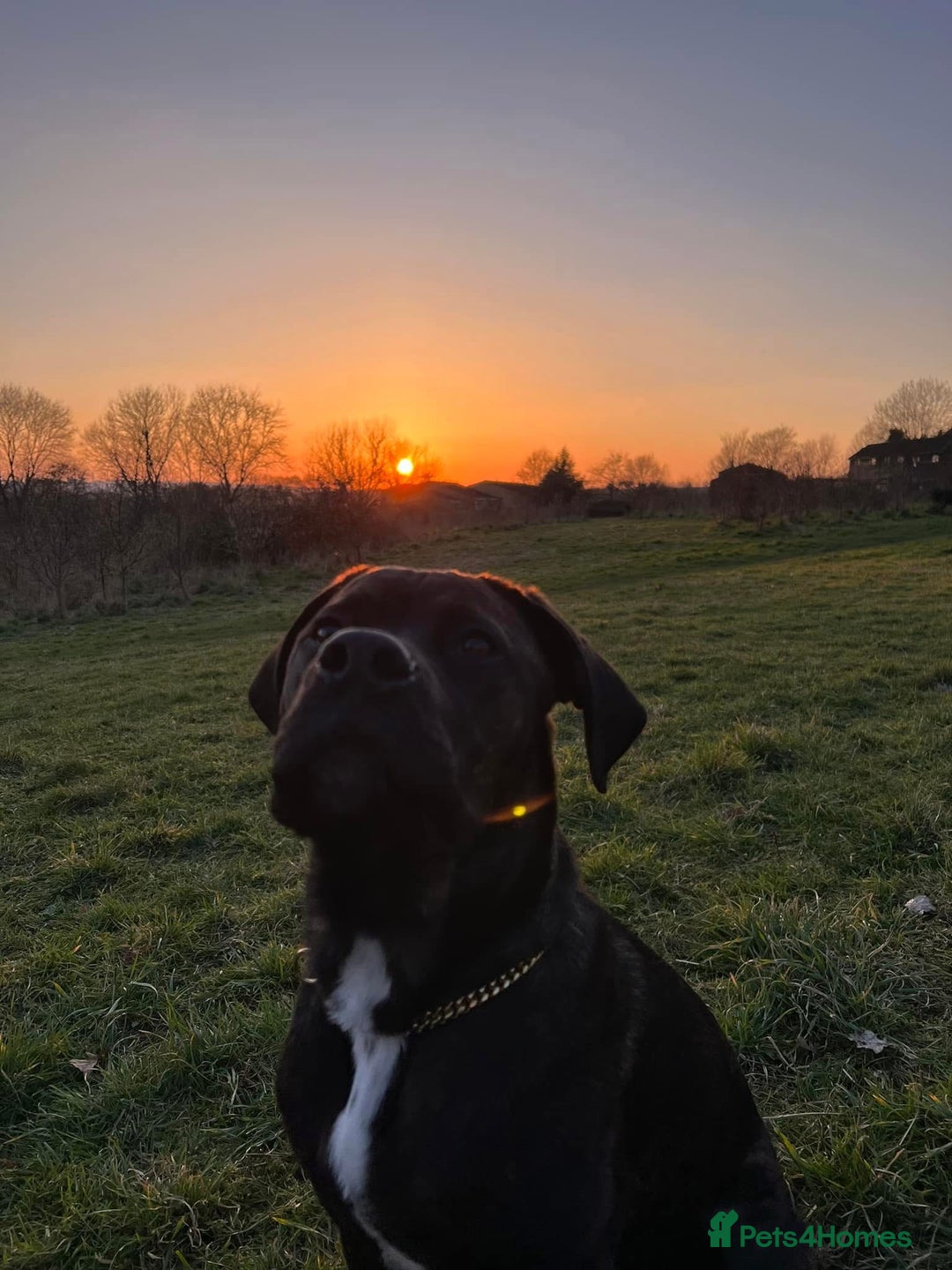 Cane Corso dogs for sale: Rusty the cane corso - Image 4