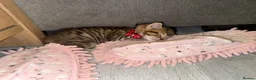 Mixed Breed cats for sale: 4 beautiful kittens  - Advert 8