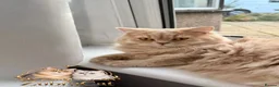 British Longhair cats for sale: British Longhair  - Advert 2