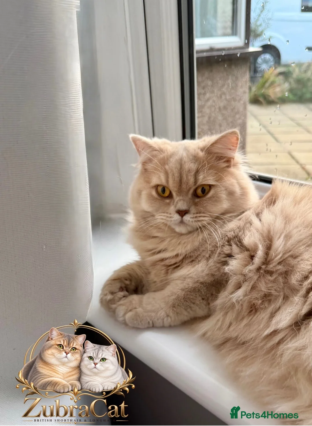 British Longhair cats for sale: British Longhair  - Advert 2