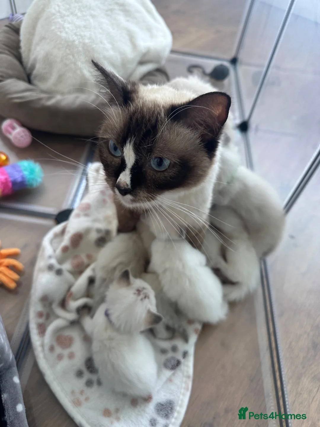 Ragdoll cats for sale: Ragdoll Kittens in Brighton - Advert 1