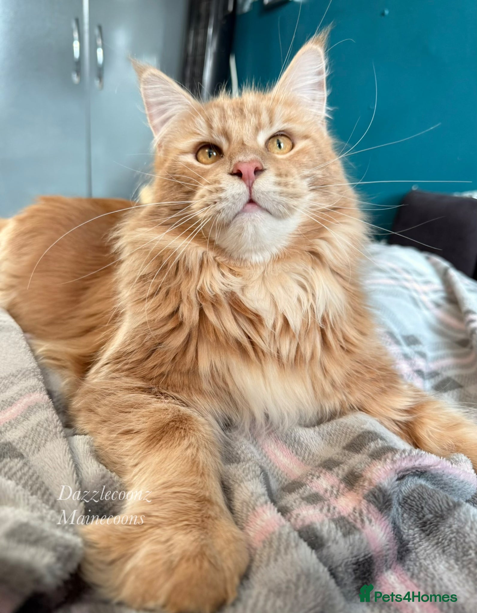 Maine Coon cats Stunning Russian line cream tabby for stud - Advert 7
