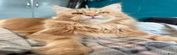 Maine Coon cats for stud: Stunning Russian line cream tabby for stud - Advert 1