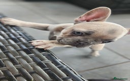 French Bulldog dogs for sale: READY FOR NEW HOME french bulldogs🩷🩷🩵 - Image 8