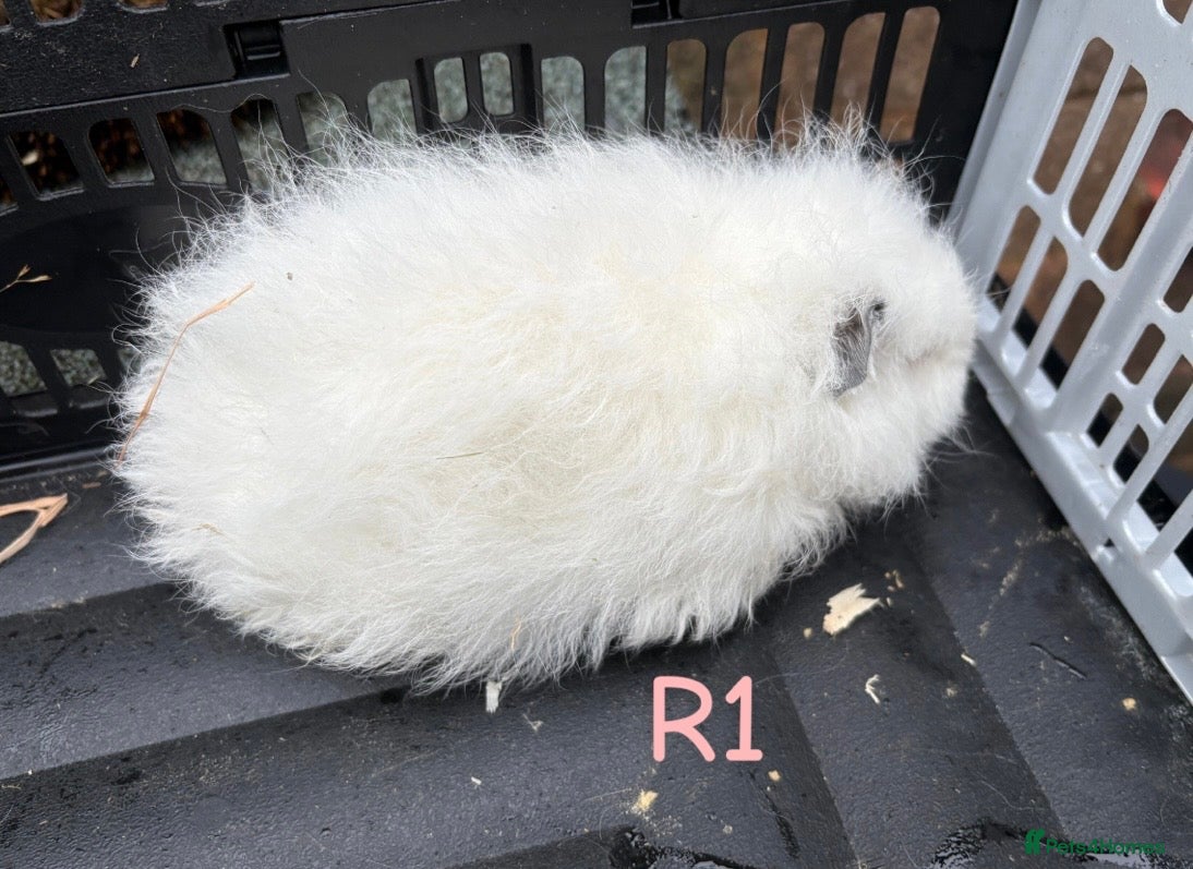 Guinea Pig rodents Baby Swiss guinea pigs for sale  - Advert 19