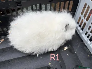 Guinea Pig rodents Baby Swiss guinea pigs for sale - Advert 19