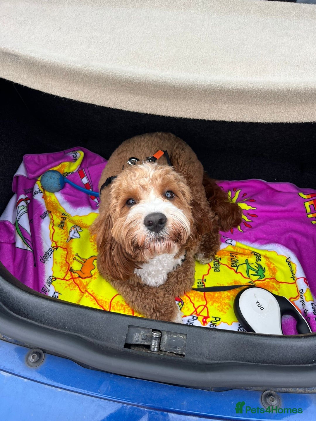 Cavapoo dogs for stud: Handsome Cavapoo Stud Dog 🐾  in Weston-super-Mare - Image 3