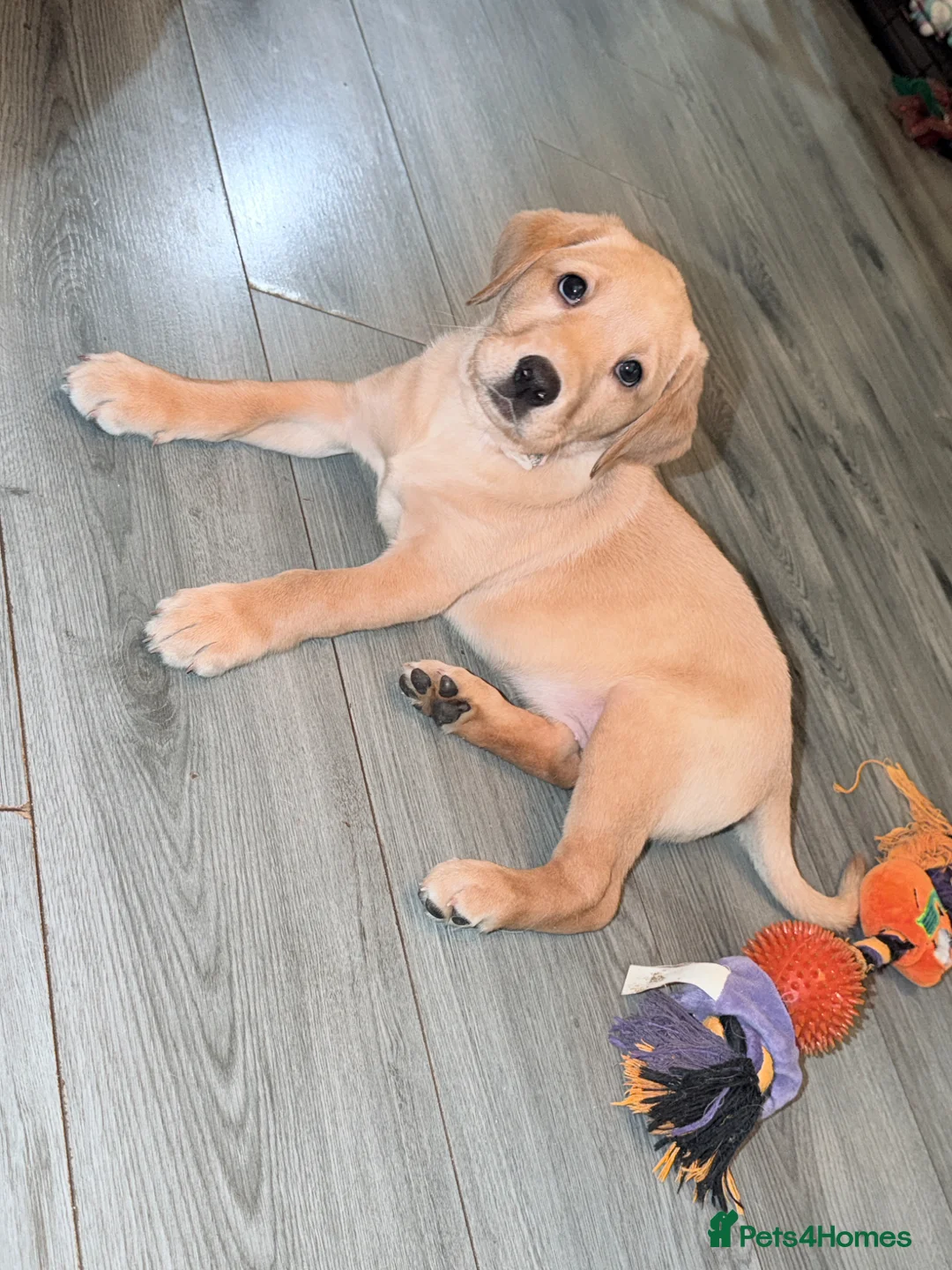 Labrador Retriever dogs for sale: Last girl of our litter  - Advert 1