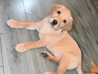 Labrador Retriever dogs Last girl of our litter - Advert 1