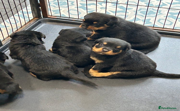 Rottweiler dogs - Advert 2