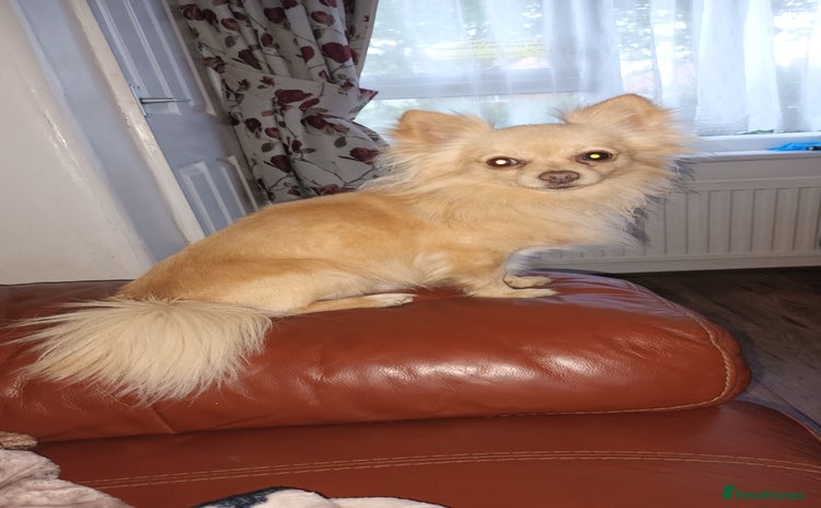 Chihuahua dogs - Advert 4