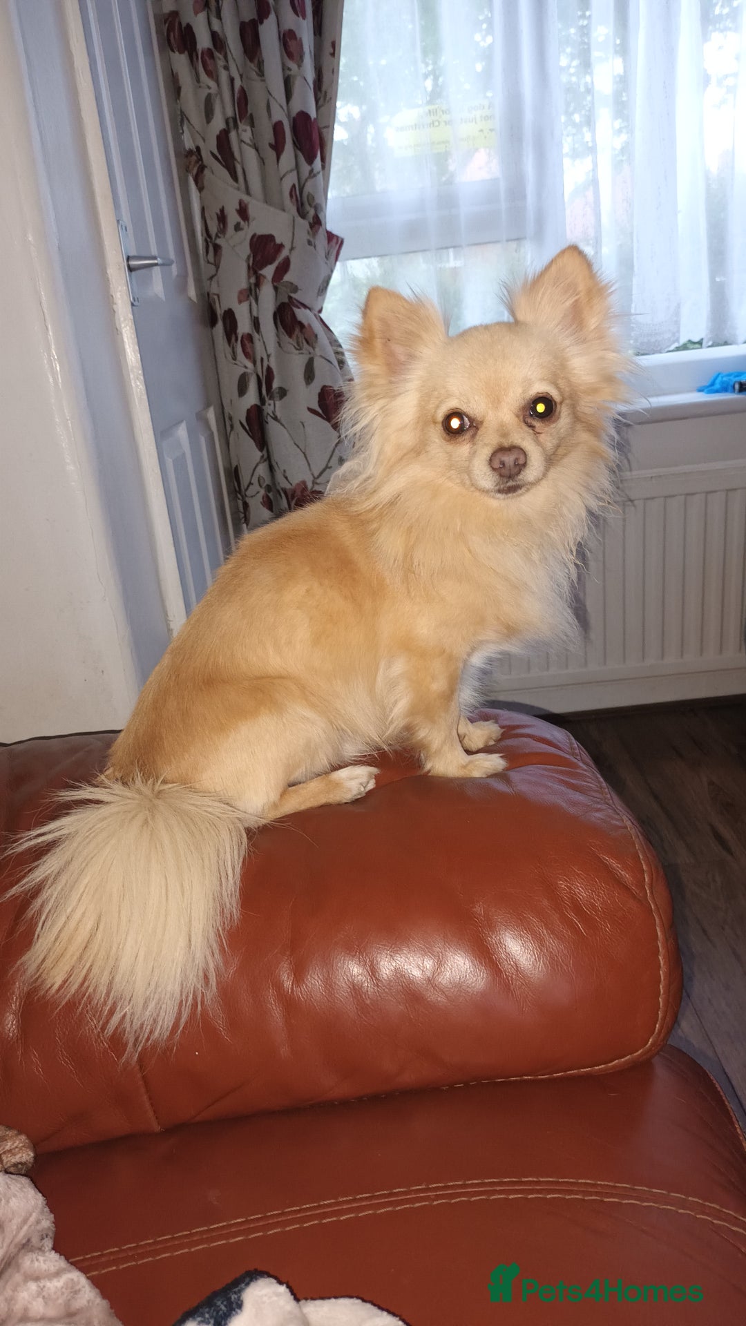 Chihuahua dogs for stud: 2kg small chihuahua stud - Image 1