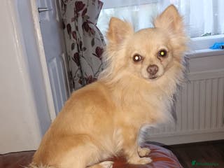 Chihuahua dogs 2kg small chihuahua stud - Advert 7