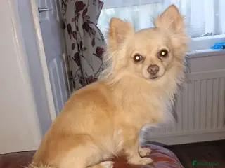 Chihuahua dogs 2kg small chihuahua stud - Advert 16