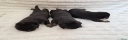 Rottweiler dogs for sale: Healthy & Chunky Family Raised Rottweiler Puppies - Advert 11