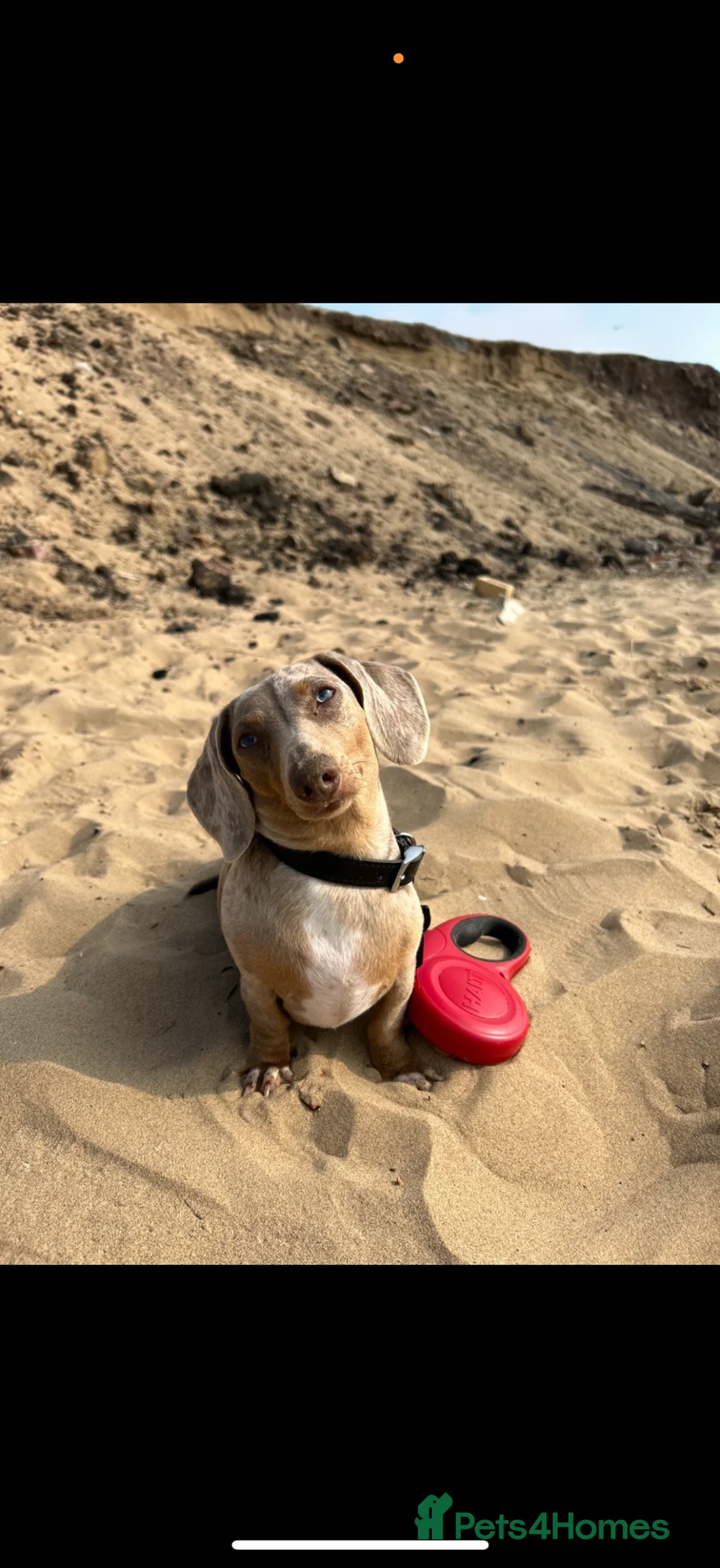 Miniature Dachshund dogs for sale: Miniature Daschund for Sale  in Saint Helens - Advert 4