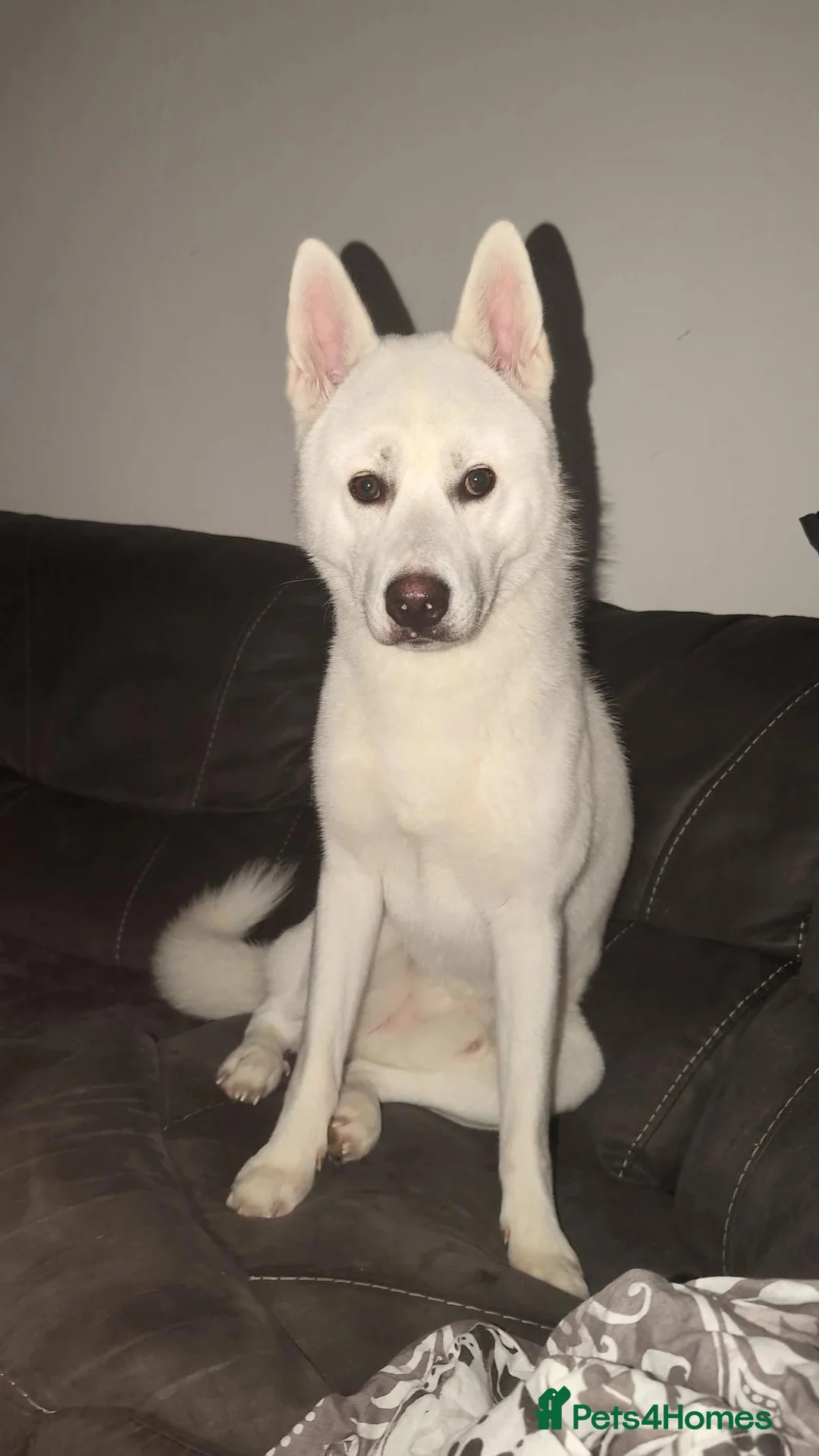 Huskita dogs for sale:    URGENT REHOME Beautiful bear huskita  - Advert 2