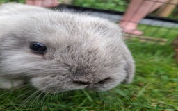 Mini Lop rabbits for sale: Baby Mini Lops ready to leave - Image 5