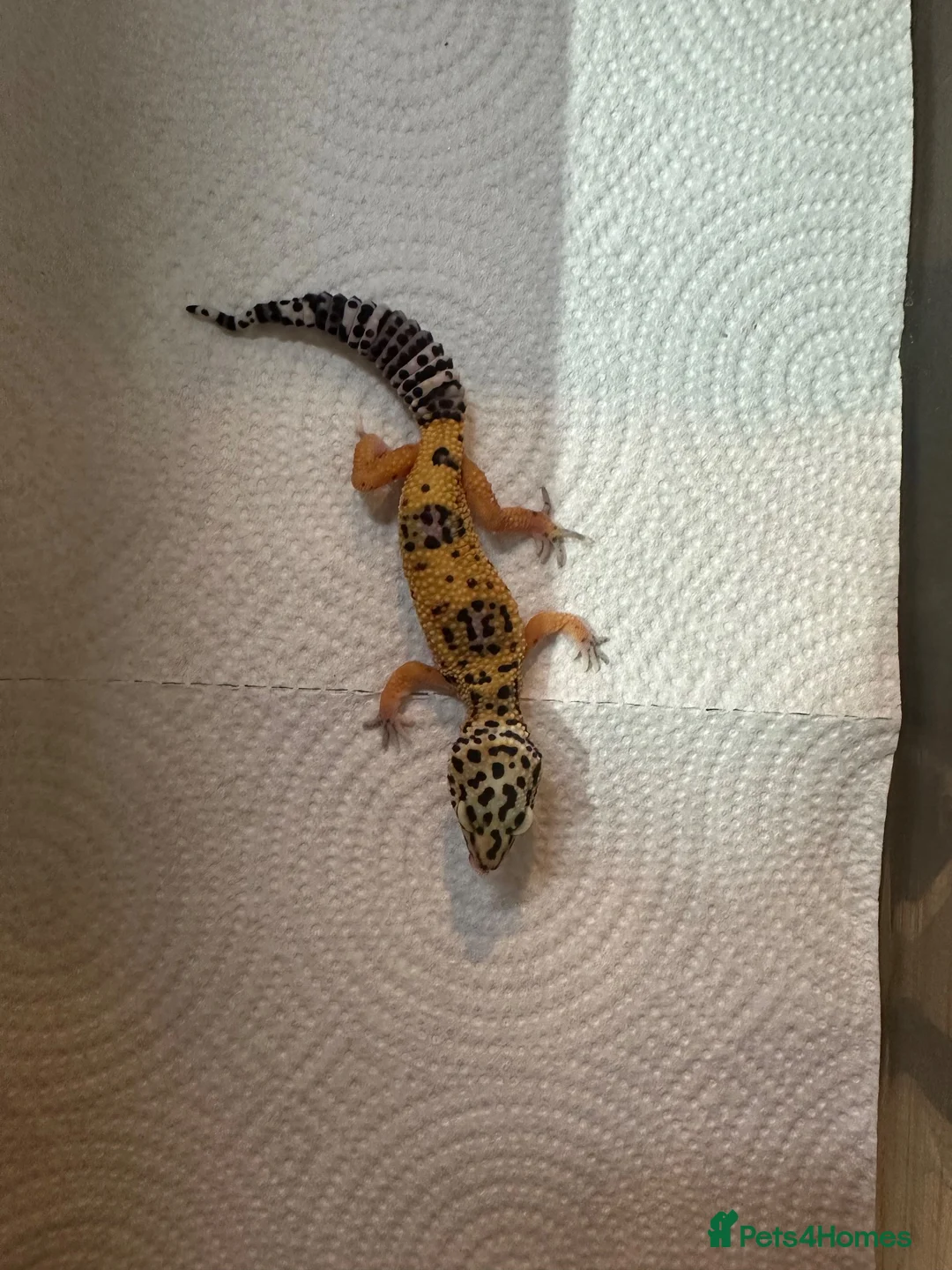Leopard Gecko reptiles for sale: Baby Leopard Geckos - Advert 2