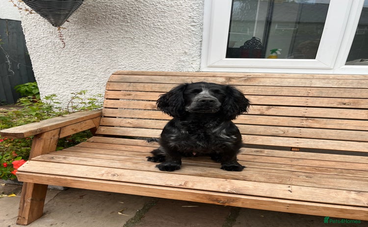 Cocker Spaniel dogs - Advert 9