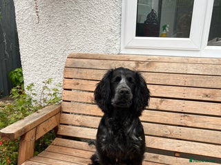 Cocker Spaniel dogs - Advert 14