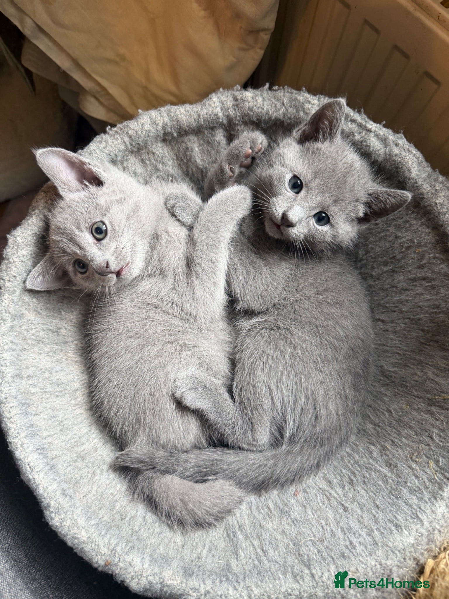 Russian Blue cats for sale: Gorgeous Russian Blue kittens  - Advert 1