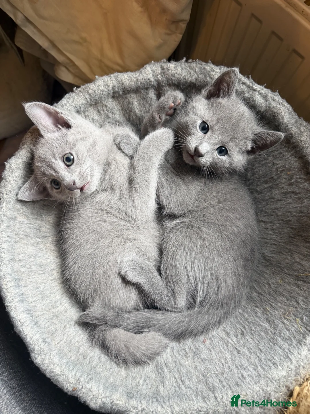 Russian Blue cats for sale: Gorgeous Russian Blue kittens  - Advert 1