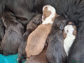 Mixed Breed dogs Bull sprocker puppies - Advert 2