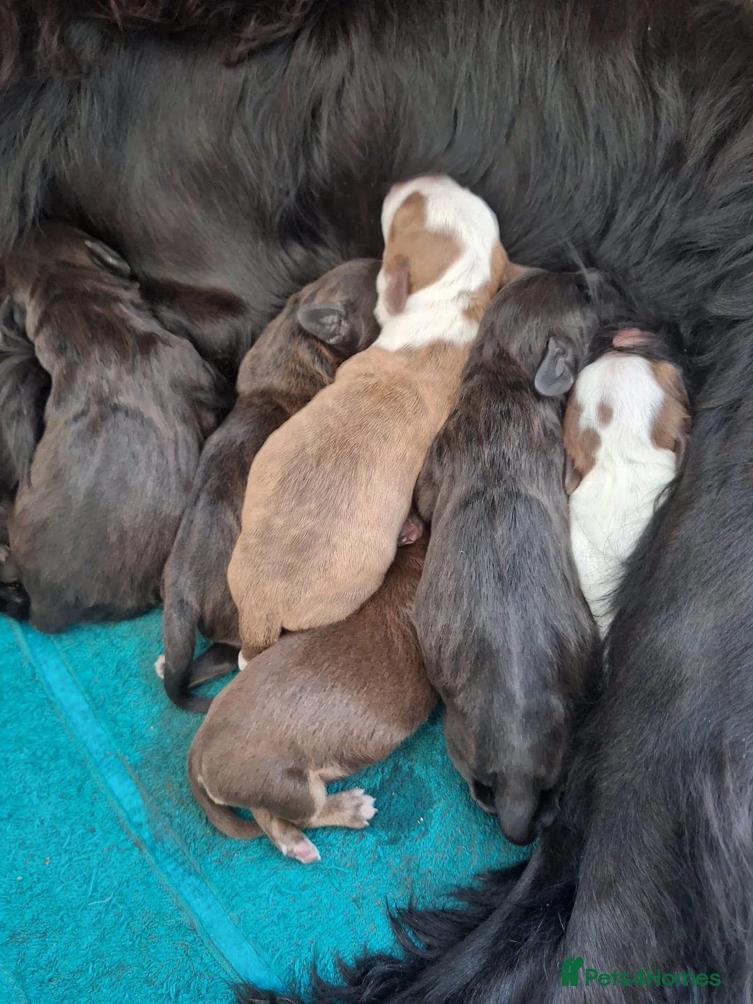 Mixed Breed dogs for sale: Spaniel cross staffy  - Advert 1