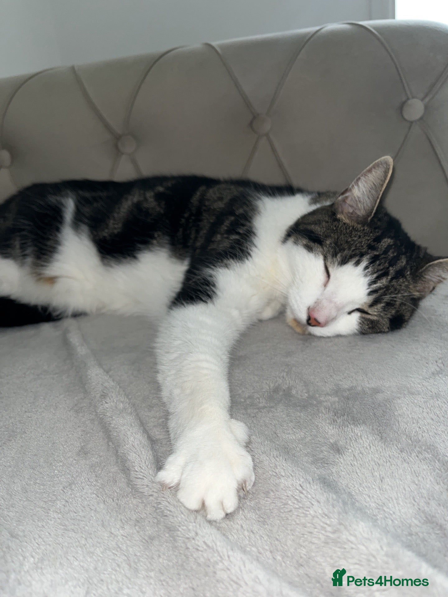Domestic Shorthair cats for sale: Cat in need of new home  - Advert 1