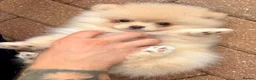 Pomeranian dogs for sale: 2 little girls - Advert 3