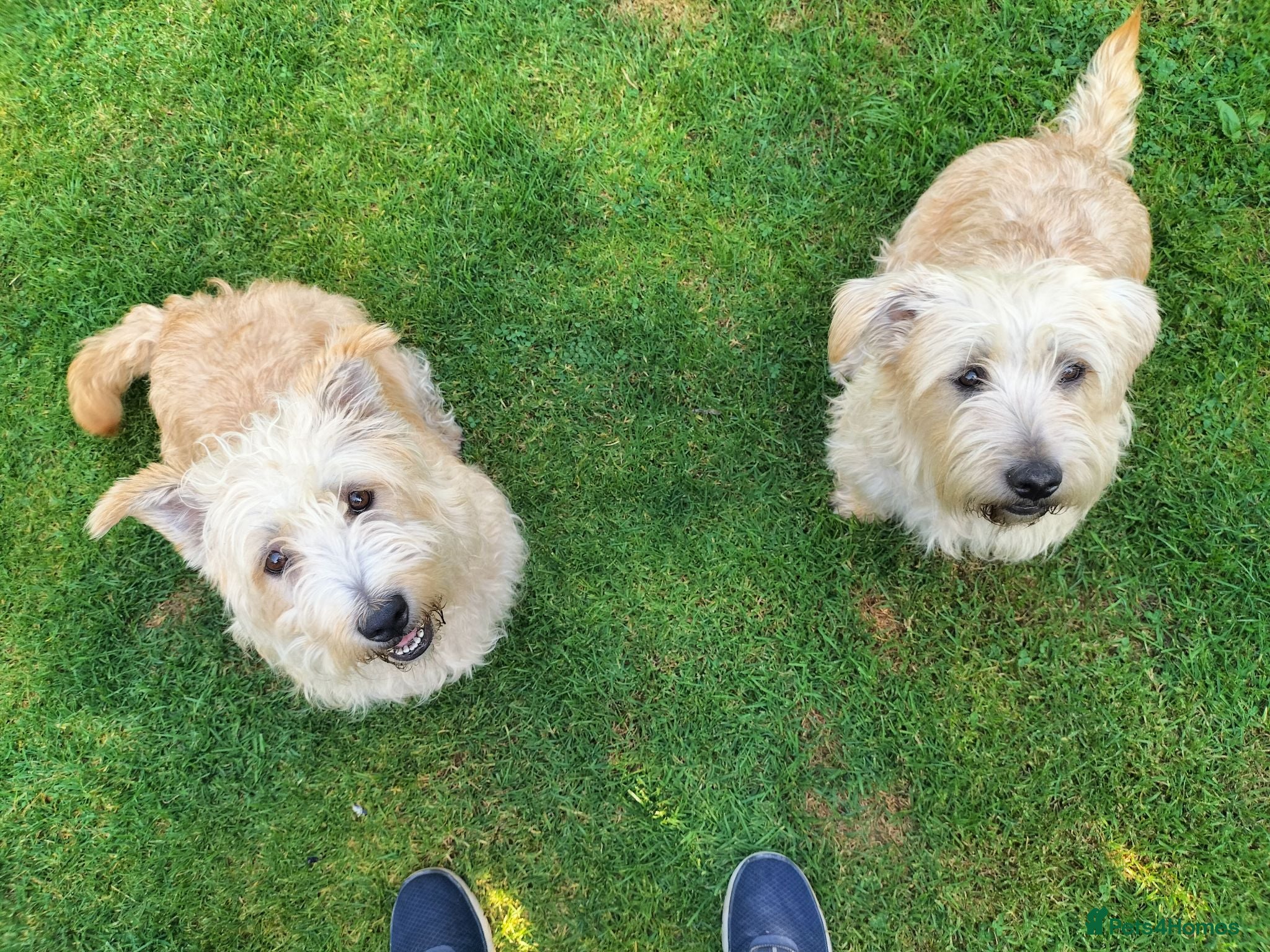 Glen of Imaal Terrier dogs Glen of Imaal puppies! - Advert 4