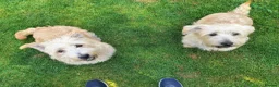 Glen of Imaal Terrier dogs for sale: Glen of Imaal puppies! - Advert 1